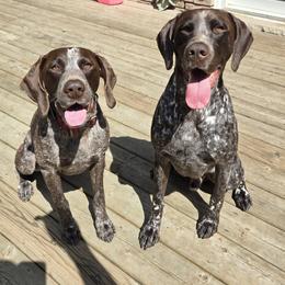 German Shorthaired Pointers from Stillwood German Shorthaired Pointers