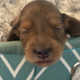 Sprinkles - Dapple female Dachshund puppy in Vancouver, Washington from Cascade Minis