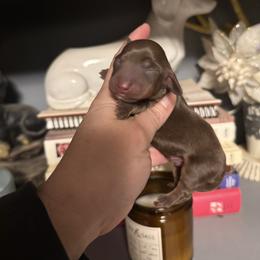 Doc Holiday - Chocolate and tan male Dachshund puppy in Deming, New Mexico from FoxieDoxies of New Mexico