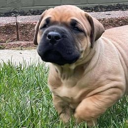 Perro de Presa Canarios from O.G Presas Cartel Kennel