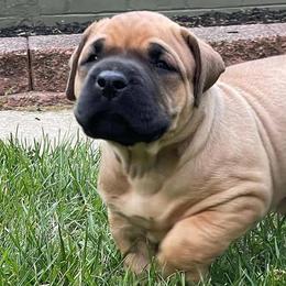 Perro de Presa Canarios from O.G Presas Cartel Kennel