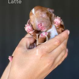 Latte - Red female Cavapoo puppy in Tulsa, Oklahoma from The Poodle Co. Raising Doodles & Poodles