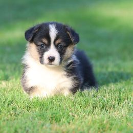 Karma - Red female Pembroke Welsh Corgi puppy in Morgantown, Pennsylvania from Goldstar Puppies (License Number 18519)