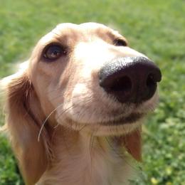JoJo - Dachshund