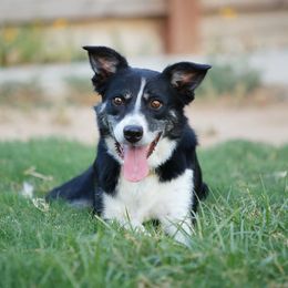 Ruckus - Tri-color male Border Collie puppy in California from Iron Oak Stockdogs