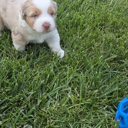 Jill - Red merle female Miniature American Shepherd puppy in Albuquerque, New Mexico from Enchanted Mesa Miniature American Shepherds
