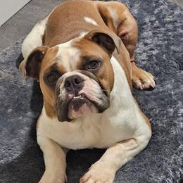 Mona Mona - Red and white female Bulldog puppy in Lake Stevens, Washington from Washington Bulldogs