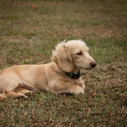 Knox - Dachshund