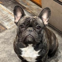 Venus - French Bulldog