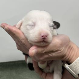 Flurry - Black and tan female Pembroke Welsh Corgi puppy in Waco, Texas from The Comma Corgis