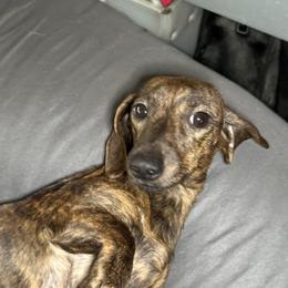 Roux - Dachshund