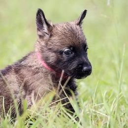 German Shepherd Puppies from Von Gonta Haus German Shepherds