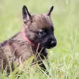 German Shepherd Puppies from Von Gonta Haus German Shepherds