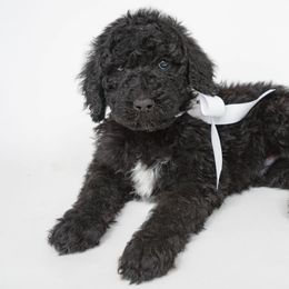 Poodle Puppies from DoodleHaven