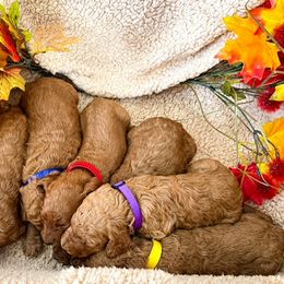 Goldendoodle and Poodle Puppies from The Henry Doodles
