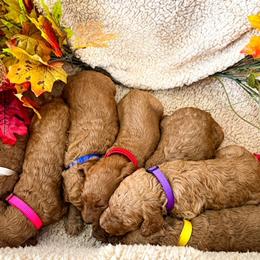 Goldendoodle and Poodle Puppies from The Henry Doodles