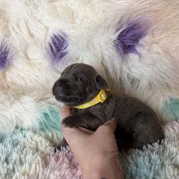 Yellow collar - Gray female Cane Corso puppy in Opelousas, Louisiana from Azelees Cane Corso