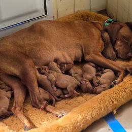 Boy 4 - Golden rust male Vizsla puppy in Livingston, Texas from Bravo! Vizslas