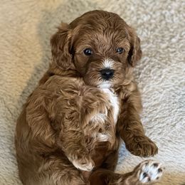 Cavachon, Cavalier King Charles Spaniel, and Cavapoo Puppies from LierChonPoo