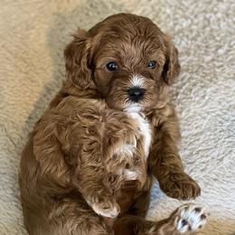 Cavachon, Cavalier King Charles Spaniel, and Cavapoo Puppies from LierChonPoo