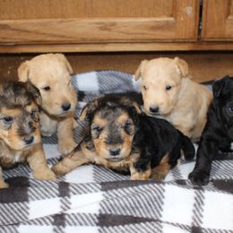 Airedale Terrier, Lakeland Terrier, and Welsh Terrier Puppies from Anne's Pups