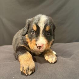 Sky - Black rust and white female Bernese Mountain Dog puppy in Alabama from Dogwood Creek Bernese