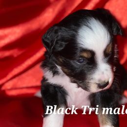 Black Tri Male - Black Miniature Australian Shepherd puppy in Sour Lake, Texas from Flyin M Aussies