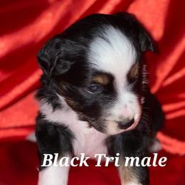 Black Tri Male - Black Miniature Australian Shepherd puppy in Sour Lake, Texas from Flyin M Aussies