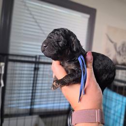 Rocket - Phantom male Poodle puppy in Plainfield, New Jersey from Caris Paws Poodles and Labradoodles