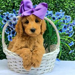 Gracie's Purple Girl - Red  female Goldendoodle puppy in Kountze, Texas from Texas Doodles LLC