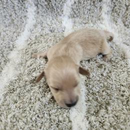 Honey - Cream female Dachshund puppy in Visalia, California from DachGraston Dachshunds