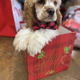 American Corgi, Basset Hound, and Cocker Spaniel Puppies from Oak Hollow Farms