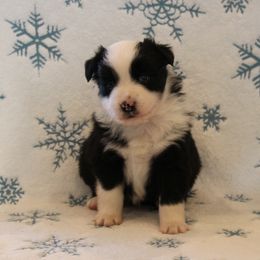 Miniature Australian Shepherd Puppies from Tin Rag Australian Shepherds