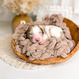 Chip - Merle male Goldendoodle puppy in Ooltewah, Tennessee from Allison Family Doodles