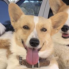 Pembroke Welsh Corgis from Rocky Creek Corgis