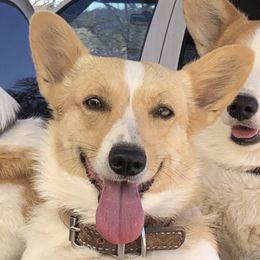 Pembroke Welsh Corgis from Rocky Creek Corgis