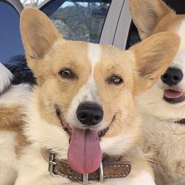 Pembroke Welsh Corgis from Rocky Creek Corgis
