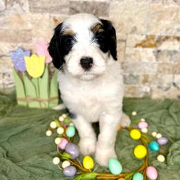 Fionn - Tri-color male Bernedoodle puppy in Midland, Michigan from Northern Charm Farm