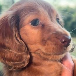 Maple DAPPLED - Dapple female Dachshund puppy in Lufkin, Texas from Dixie Chic Frenchies & Dachshunds