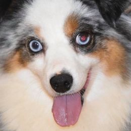 Ellie - Toy Australian Shepherd