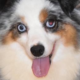 Ellie - Toy Australian Shepherd