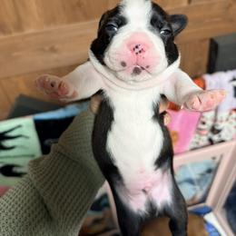 Loke - Black and white male Boston Terrier puppy in Monroeton, Pennsylvania from Molly & Hailey’s Boston Terrier Pups