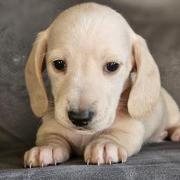 Light green collar - Cream male Dachshund puppy in Pasco, Washington from Loyal Lil Dachshunds