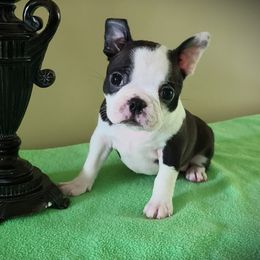 Star - Seal and white female Boston Terrier puppy in Rogersville, Alabama from Angel's Boston Terriers