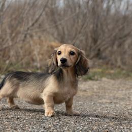 Madonna is 5000dollars - Cream female Dachshund puppy in Crystal, Michigan from Mare-bella Dachshunds