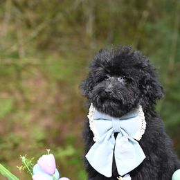 Cavapoo, Cockapoo, and Poodle Puppies from Heavenly Puppies to Love