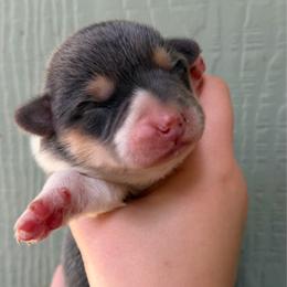 Martha - Gray and white female American Corgi puppy in Grants Pass, Oregon from KnR Antler Dogs