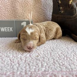 Ariat - Red  female Goldendoodle puppy in Chino Valley, Arizona from Bass Creek Doodles