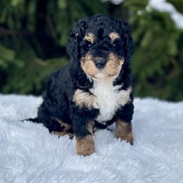 Bernedoodle and Goldendoodle Puppies from Farmland Doodles