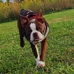 Loki - Boston Terrier